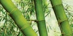 La Maison du Bamboo