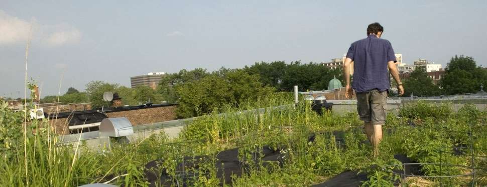 Avantages et désavantages d'un toit vert, toit végétal