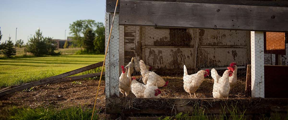 De plus en plus de municipalités autorisent l'élevage des poules dans sa cour