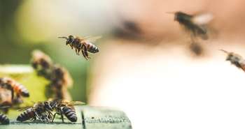 Apiculture urbaine : des abeilles sur nos toits