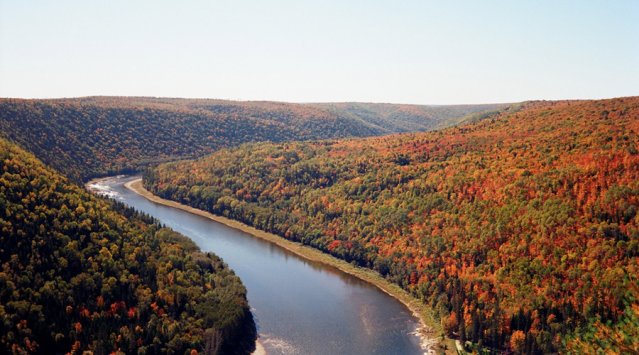 Érables en Gaspésie