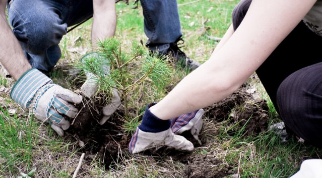 Plantation de conifères en Ontario
