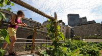 Agriculture urbaine jardin Santrapol Mc Gill jardin comestible
