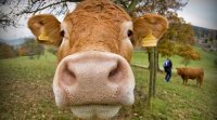 Le biogaz peut être notamment issu du fumier des ruminants, placé bioréacteur