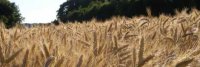 Isolation : le bioplastique en perpétuelle évolution grâce aux chercheurs