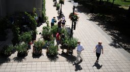 Agriculture urbaine jardin Santrapol Mc Gill Montréal