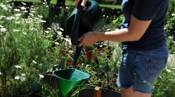 Agriculture urbaine jardin Santrapol Mc Gill Montréal