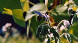 Agriculture urbaine jardin Santrapol Mc Gill Montréal