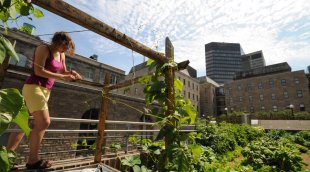 Agriculture urbaine jardin Santrapol Mc Gill jardin comestible