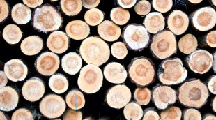 Bien choisir son bois de construction
