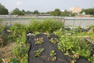 Toit végétal intensif (avec jardin potager ou jardin-terrasse).