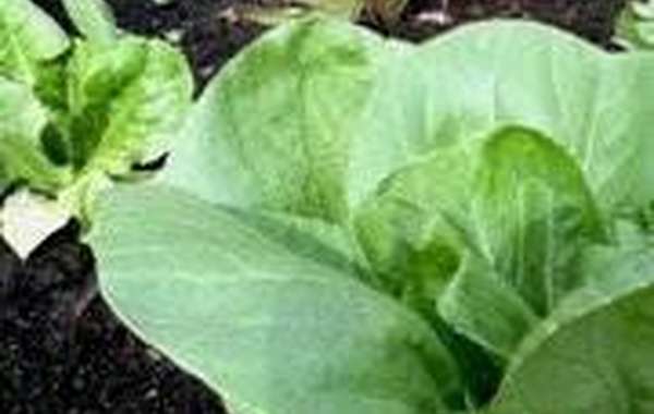 Pour une consultation sur l’agriculture urbaine