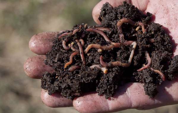 Les vers à compost pour faire son fumier de vers de terre