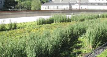 toit intensif, toit extensif, toit vert