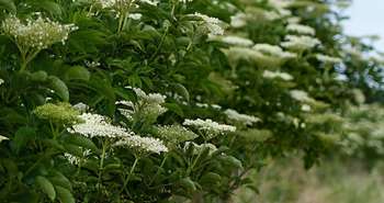 Le sureau dans l'aménagement paysager écologique.