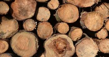 De nouveaux matériaux certifiés FSC disponibles au Québec