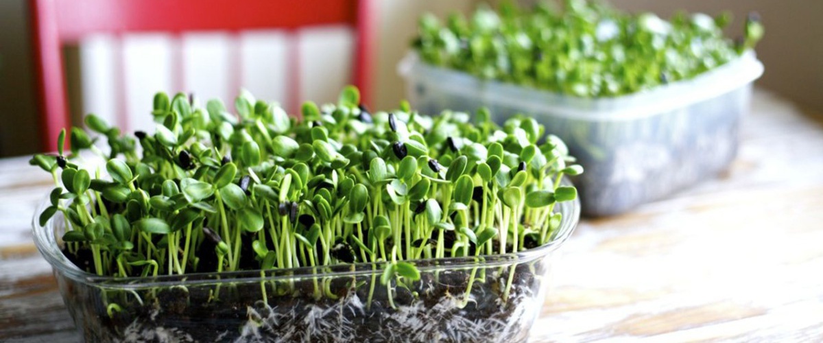 Graines germées : le petit potager d'hiver- Plantes et Santé