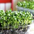 Faire ses Micro-pousses  et graines germées à la maison