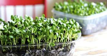 Faire ses Micro-pousses  et graines germées à la maison