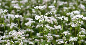 Les engrais verts dans la culture biologique