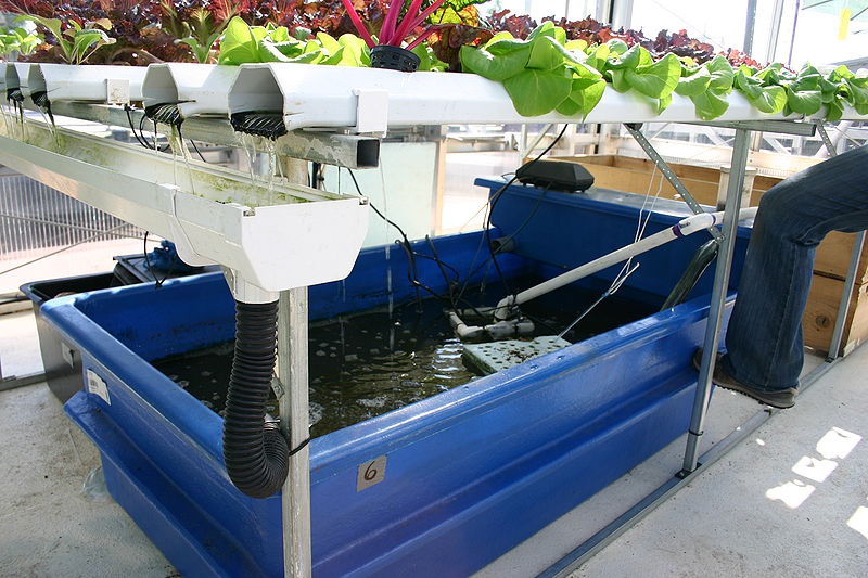 Aqua-culture : comment faire pousser ses plantes d'intérieur dans l'eau ?