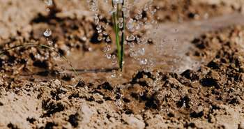 Le sol dans l'aménagement paysager