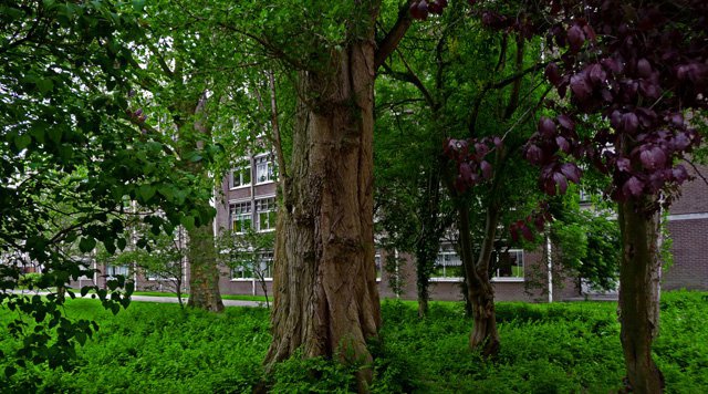 Reboisement Canopée Arbres Biodiversité Urbaine