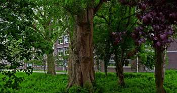 reboisement, canopée, arbres, biodiversité urbaine