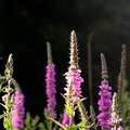 Purple Loosestrife - Plante envahissante au Québec