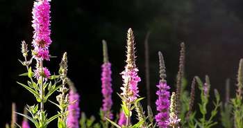 Purple Loosestrife - Plante envahissante au Québec