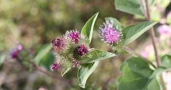 La grande bardane envahissante Quebec - Comment se Débarrasser ?