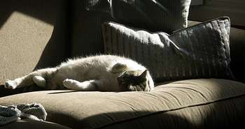 Confort hygrothermique