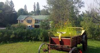 Une famille diagnostique la mérule pleureuse dans leur nouvelle maison