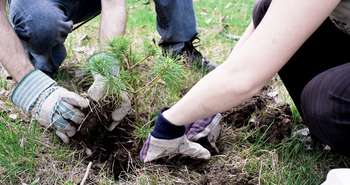 Plantation de conifères en Ontario