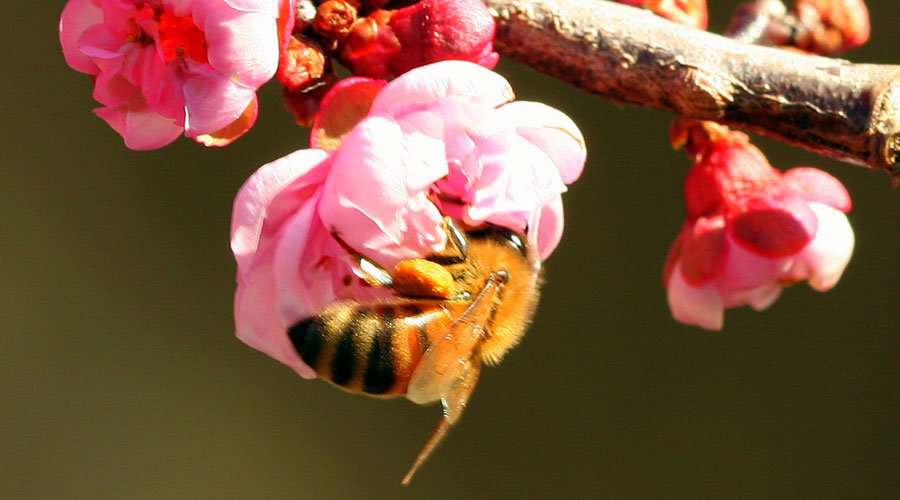 Atelier TerraVie faune et permaculture : abeilles sauvages
