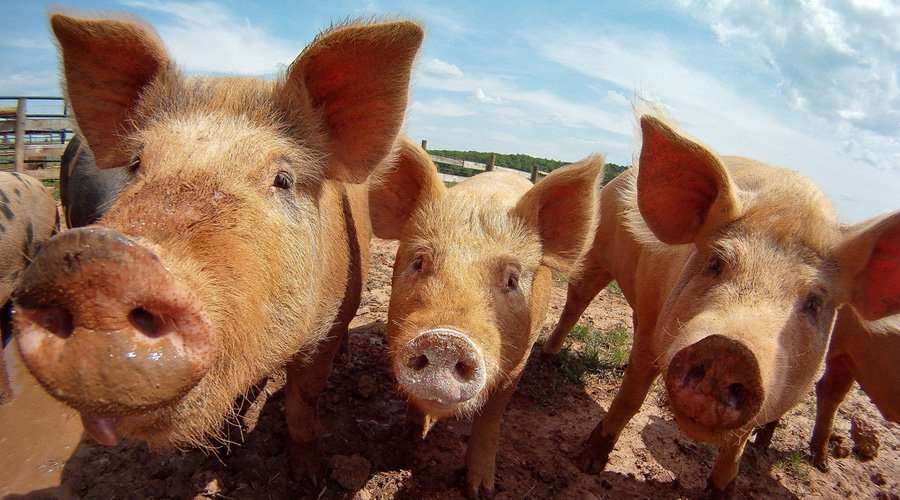 Les sources de biogaz au Québec