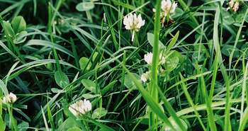 La pelouse écologique