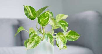 L'air de nos maison est il pollué par les TFA?