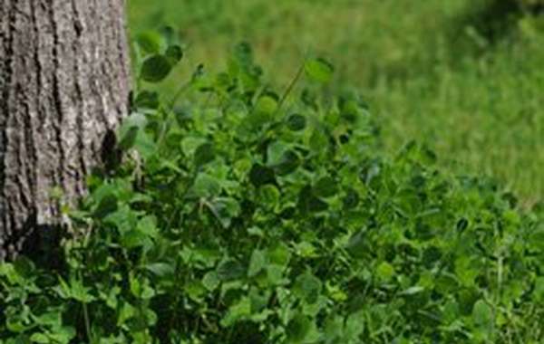 Un nouveau réseau social environnemental au Québec