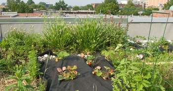 toit végétal, toit vert, toits végétaux