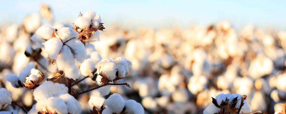 Isolant naturel : le coton