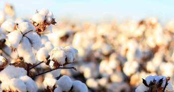 Isolant naturel : le coton