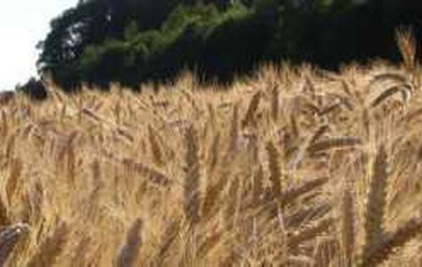 Isolation : le bioplastique en perpétuelle évolution grâce aux cherche