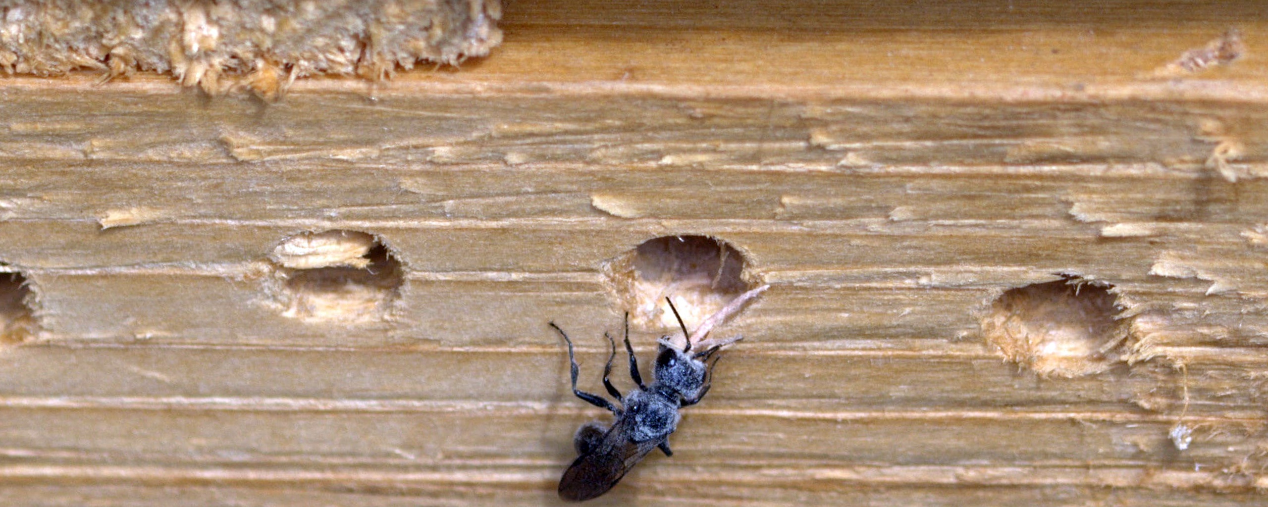Les traitements et moyens préventifs contre les fourmis