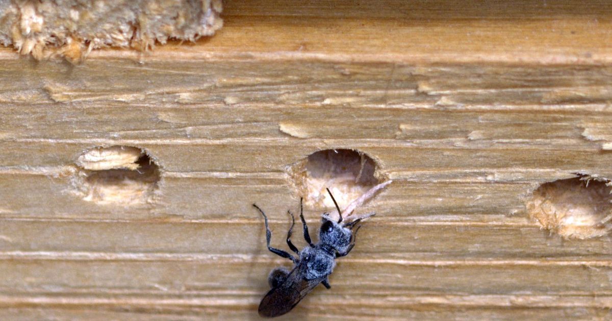 Comment Se Débarrasser De Fourmis Et Rongeurs - Écohabitation