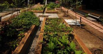 Jardin : Cultiver en ville : petit guide en ligne pour le jardinage ur