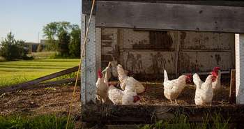 De plus en plus de municipalités autorisent l'élevage des poules dans sa cour