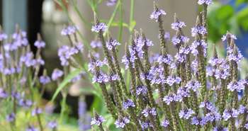 Aménagement extérieur écologique