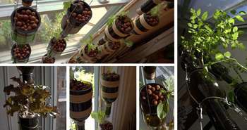 Jardin potager intérieur