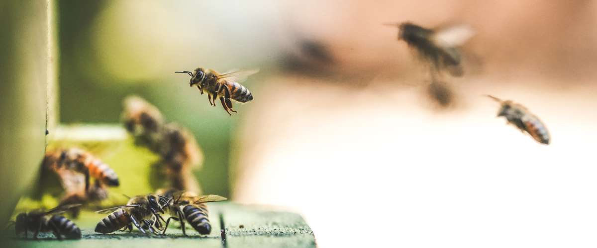 Apiculture urbaine : des abeilles sur nos toits